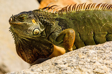 Green iguana iguana, also known as the American iguana.
