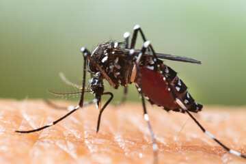 Aedes albopictus Mosquito. Super macro close up a Mosquito sucking human blood,