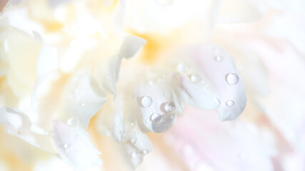 beautiful white peony flower with dew drops, close view