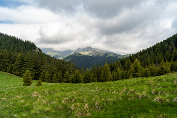 Nature landscape with green grass and forest of fir and spruce trees in a mountainous area with high hills and a mountain peak in the distance underneath the beautiful sky with white cumulus clouds.