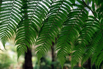 Dark green fern in thailand national park
