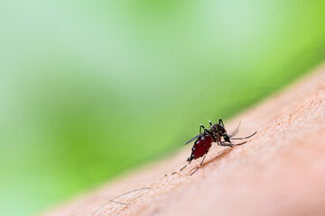 Aedes aegypti Mosquito. Close up a Mosquito sucking human blood,