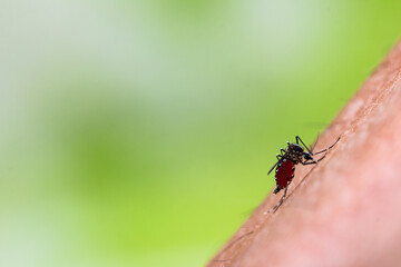 Aedes aegypti Mosquito. Close up a Mosquito sucking human blood,