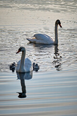 H&ouml;ckerschwan - Paar ( Cygnus olor ) mit K&uuml;ken.