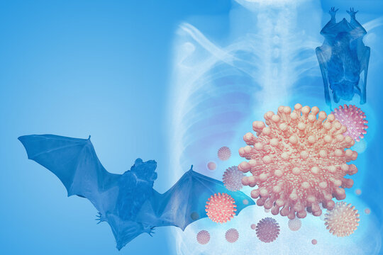 Strain of flu virus over chest x-ray image and bat as carriers of disease ,Concept for health or medical background ,lung disease,corona 2019
