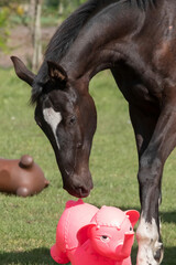 One black stallion is playing with brightly colored rubber inflatable animal toys, in the pasture, riding horse