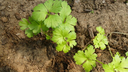 parsley seedlings in the garden