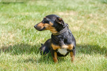 Black and tan Jack Russell Terrier posing in full body, sits in the grass with shadow