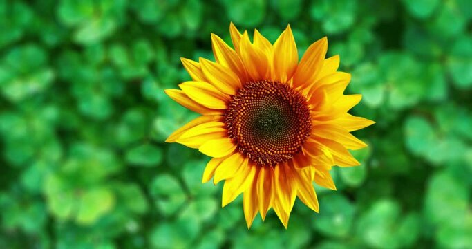 Animated flower rotating while moving