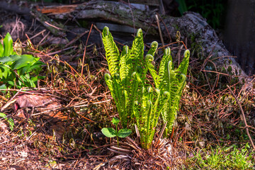 New spring growth of Fern bush in the forest.