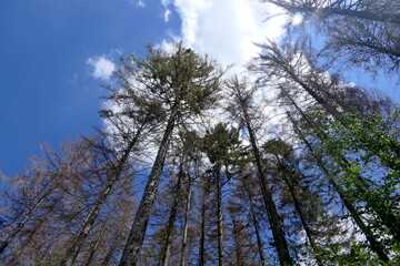 abgestorbene Fichten