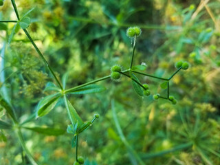 Cleavers, clivers or bedstraw