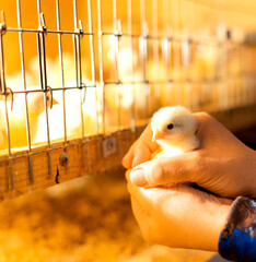 Women's hands hold a yellow chiks chicken. A farmer examines a chicken in the chicken coop. Selective focus. © Евгений Федоров