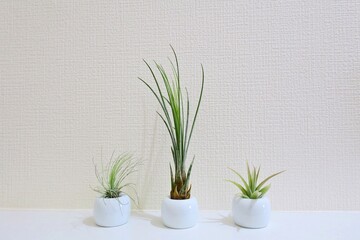 Air plants in a small vase on the shelf