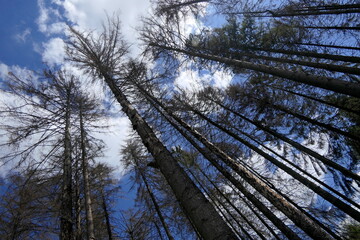 abgestorbene Fichten