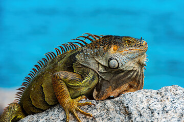 Green iguana, also known as the American iguana, herbivorous species of lizard of the genus Iguana.