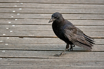 Aaskrähe ( Corvus corone ).