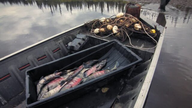 Yukon river, Alaska. Fisherman walking towards his boat. We can see a tray full of alaskan salmon in it.