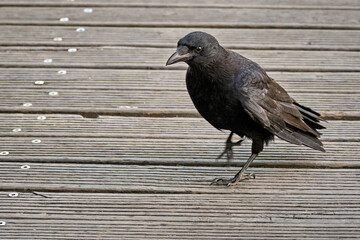 Aaskrähe ( Corvus corone ).