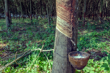 Latex pot and slit on the bark of rubber tree