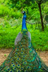 Keuken spatwand met foto A peacock sitting with its feathers spread © Kandarp