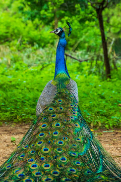 A peacock sitting with its feathers spread