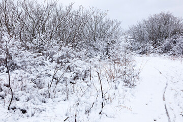 Snow