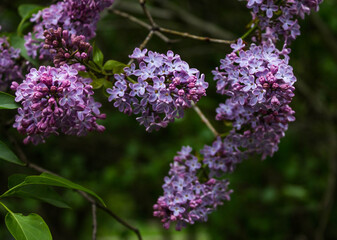 blooming purple lilac on a branch