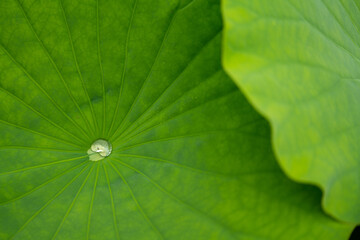 ハスの葉と水滴
