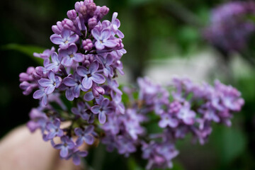 blooming purple lilac on a branch