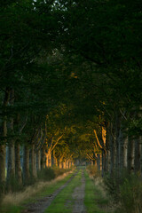 Sunset. Beechtrees.  Maatschappij van Weldadigheid Frederiksoord. Drenthe. Netherlands. Lane structure.