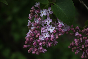 blooming purple lilac on a branch