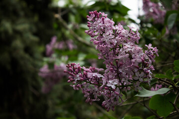 blooming purple lilac on a branch