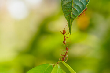 Ant action standing.Ant bridge unity team,Concept team work together