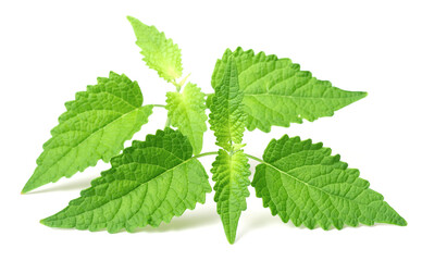 fresh Korean mint twigs isolated on white background