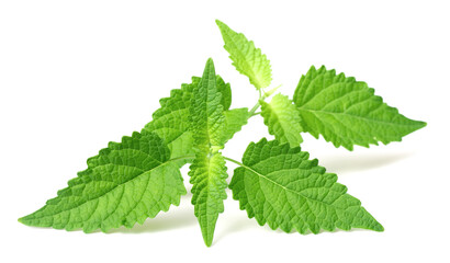 fresh Korean mint twigs isolated on white background