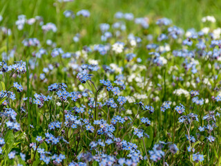 spring meadow with beautiful flowers in the garden during spring, Forget not me, flowers