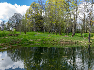 spring landscape with tree silhouettes, green grass and a small pond, reflections of clouds and trees in the water