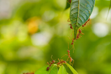 Ant action standing.Ant bridge unity team,Concept team work together
