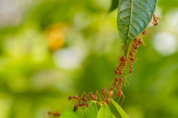 Ant action standing.Ant bridge unity team,Concept team work together