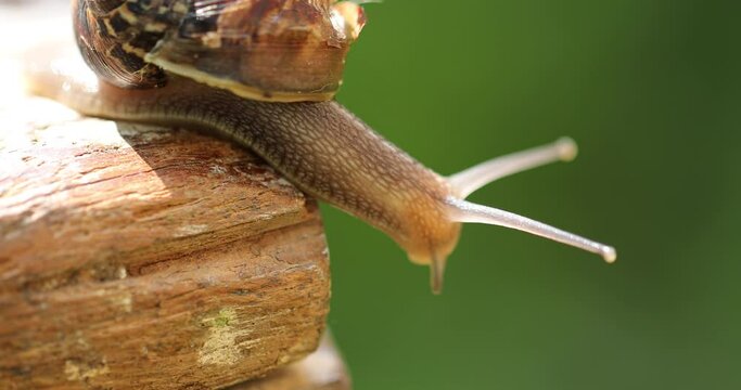 Edible snail creeping on wood
