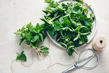 Melissa or lemon balm plant, ready for drying.