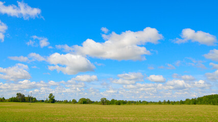 Fototapeta premium Field with wheat sprouts. Beautiful cloudy sky
