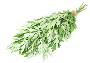 bunch of fresh mugwort twigs isolated on white background