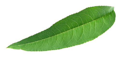 fresh peach leaf isolated on white background