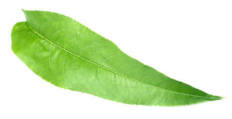 fresh peach leaf isolated on white background