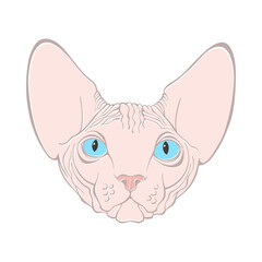 Canadian Sphinx, cat face. Hand-drawn vector illustration on white. Isolated element for design.