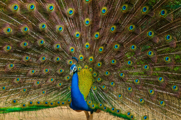 Obraz premium An Indian male peacock dancing 