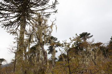 Araucarias Tree