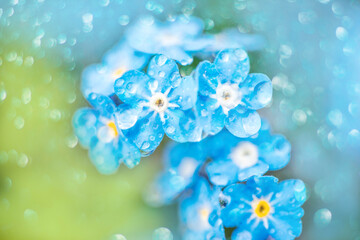 Blue forget me not flowers closeup.Macro. bokeh blur background. beautiful summer card.Drops of rain or dew on blue violet petals. Spring Flower